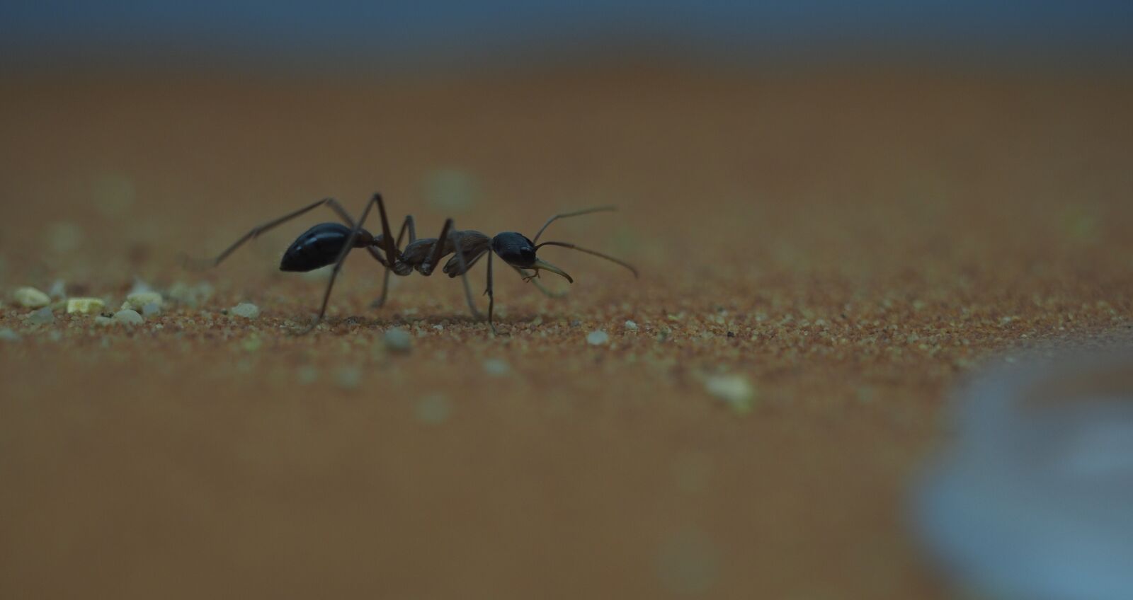 Olympus OM-D E-M1 Mark II + Olympus M.Zuiko Digital ED 40-150mm F2.8 Pro sample photo. Animal, ant, macro photography
