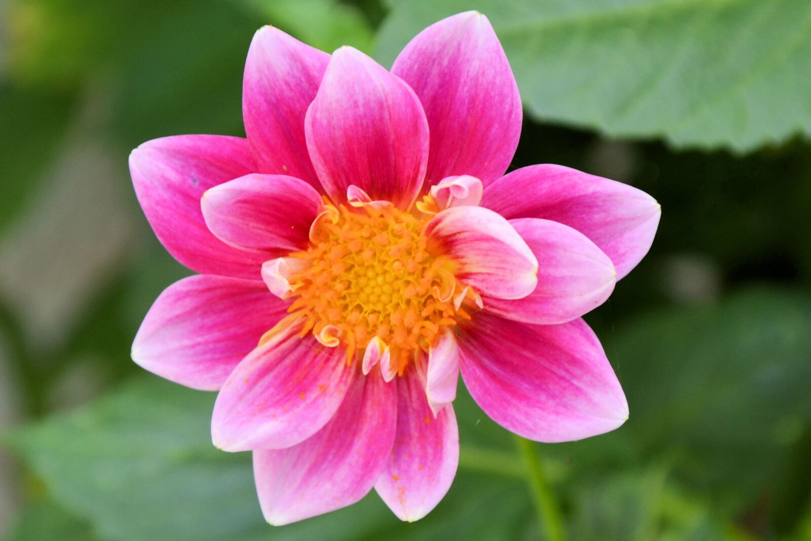 Nikon D5100 sample photo. Dahlia, dahlia flower, blossom photography