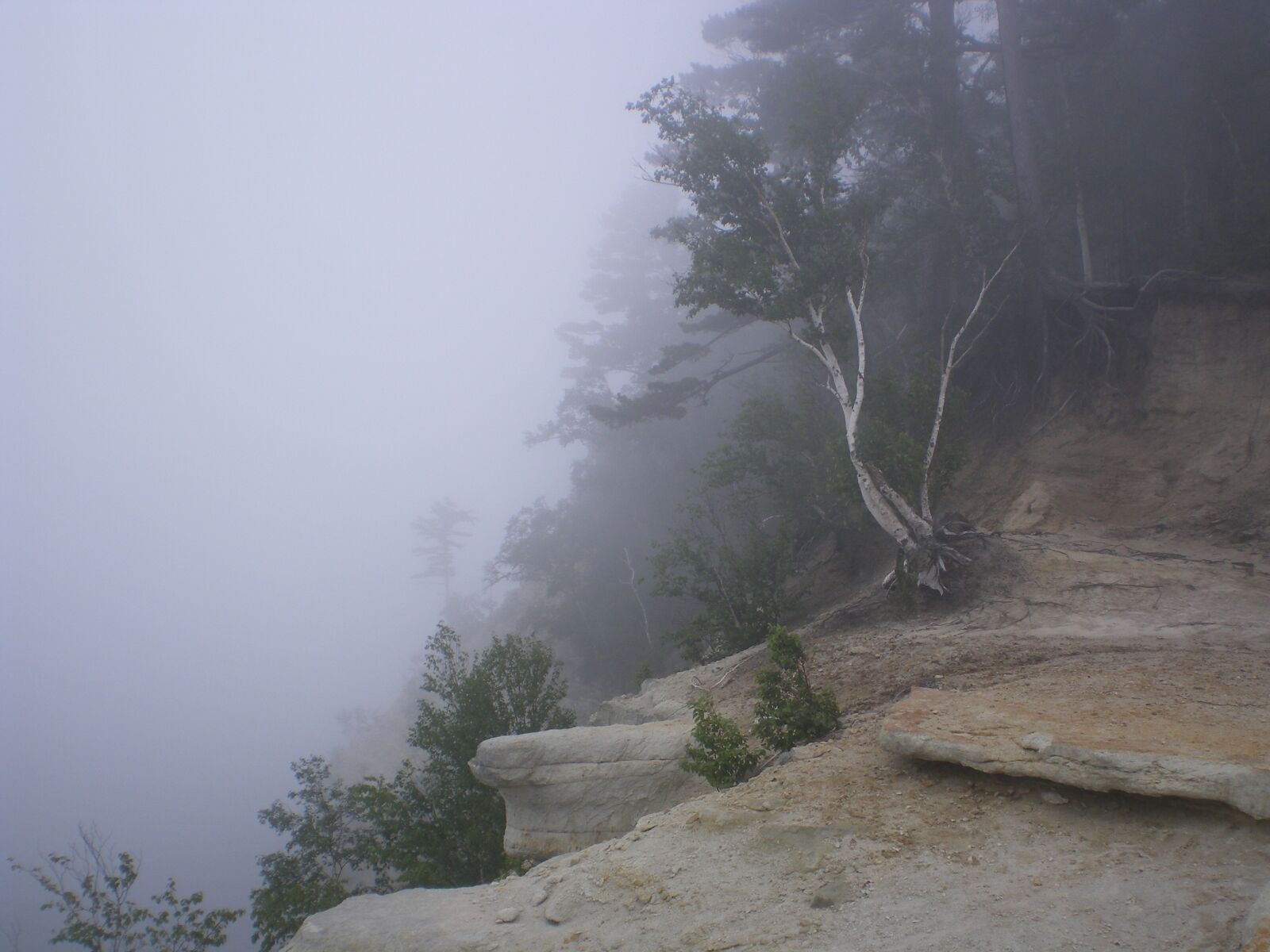 Pentax OPTIO M20 sample photo. Mist, cliff, tree photography