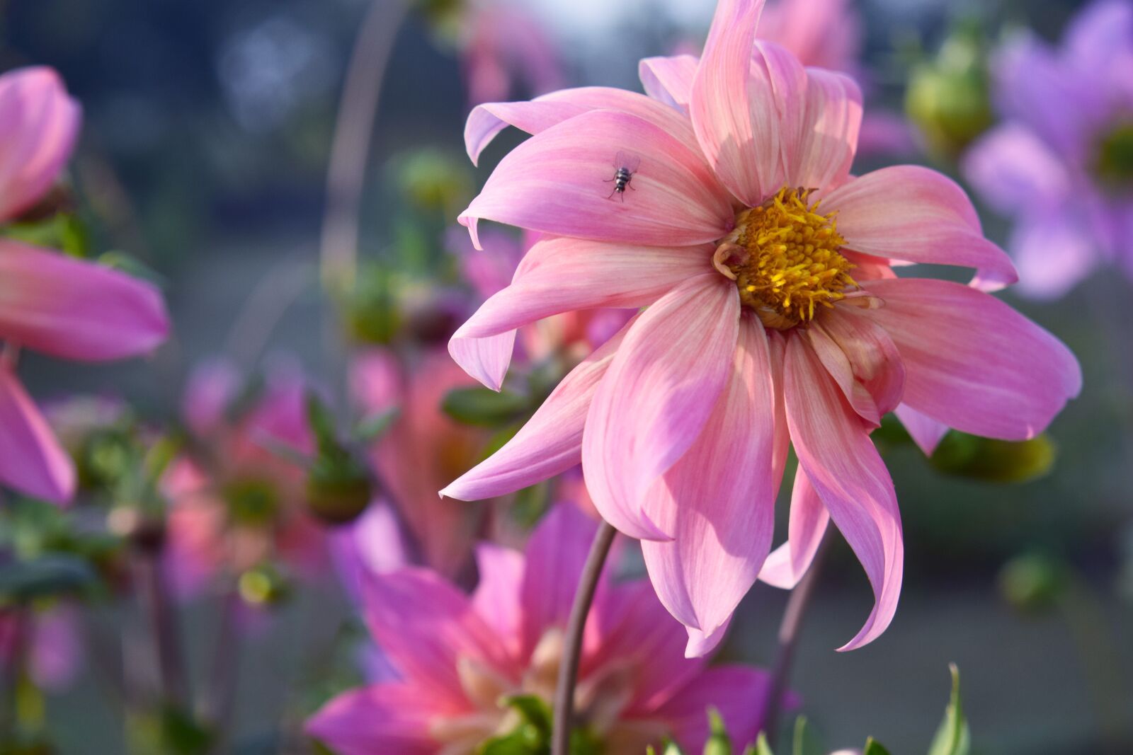 Nikon D5300 sample photo. Flower, nature, dahlia photography