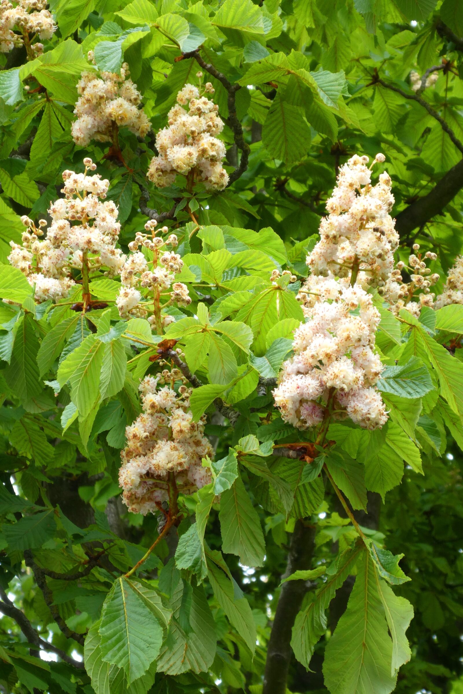 Panasonic Lumix DC-ZS70 (Lumix DC-TZ90) sample photo. Chestnut, blossom, bloom photography