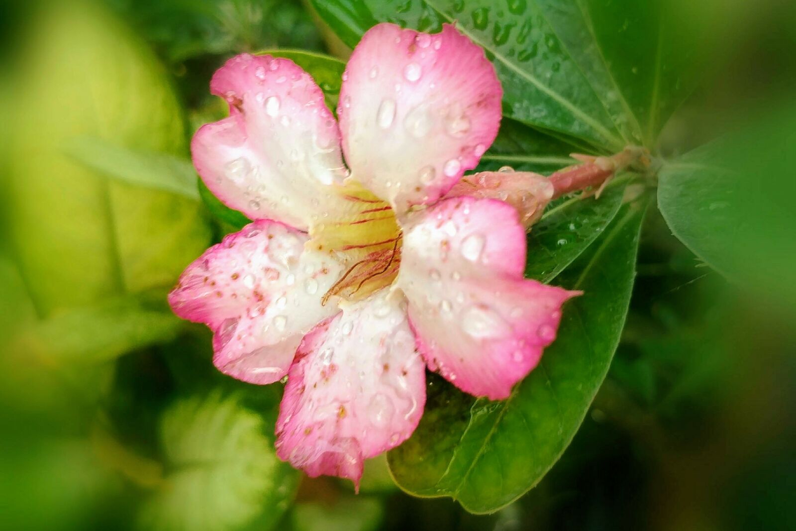 LG G5 sample photo. Adenium, pink flowers, bloom photography