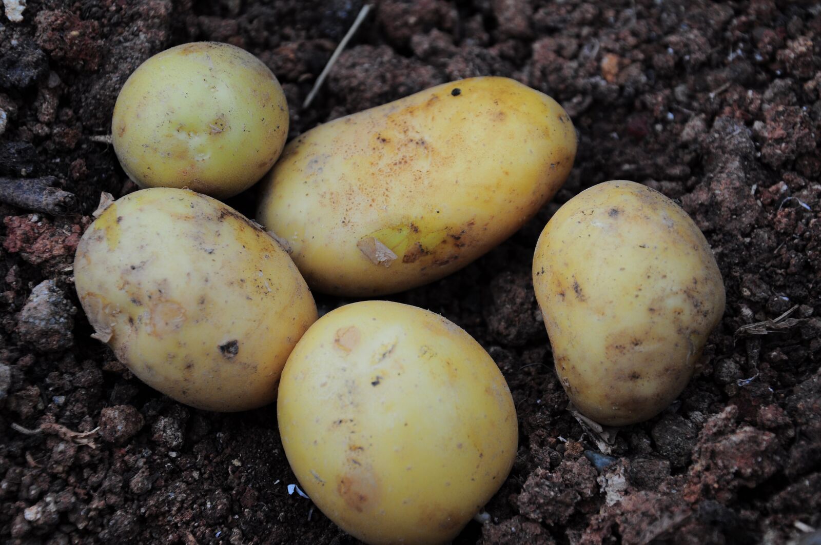 Nikon D90 sample photo. Potato, potato pictures, potatoes photography