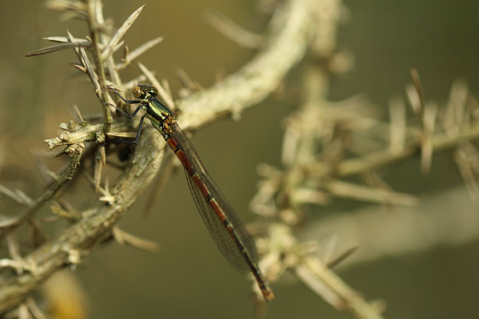 Canon EOS 700D (EOS Rebel T5i / EOS Kiss X7i) + Canon EF 100mm F2.8L Macro IS USM sample photo. Damselfly, branch, dragonfly photography