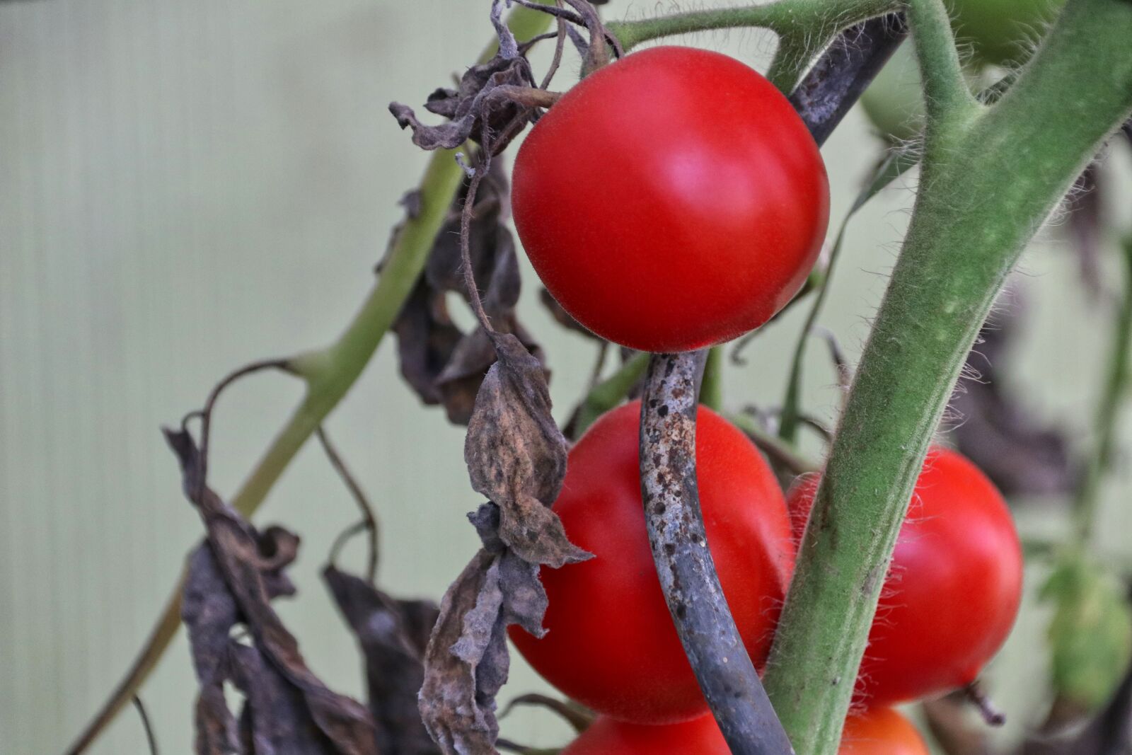 Canon EOS 80D sample photo. Tomatoes, vegetables, fresh photography
