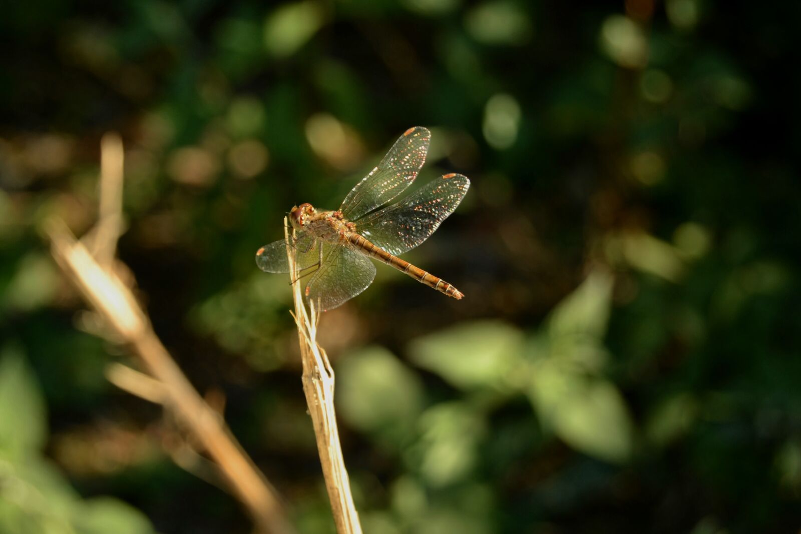 Nikon D3100 sample photo. Dragonfly, insect, nature photography
