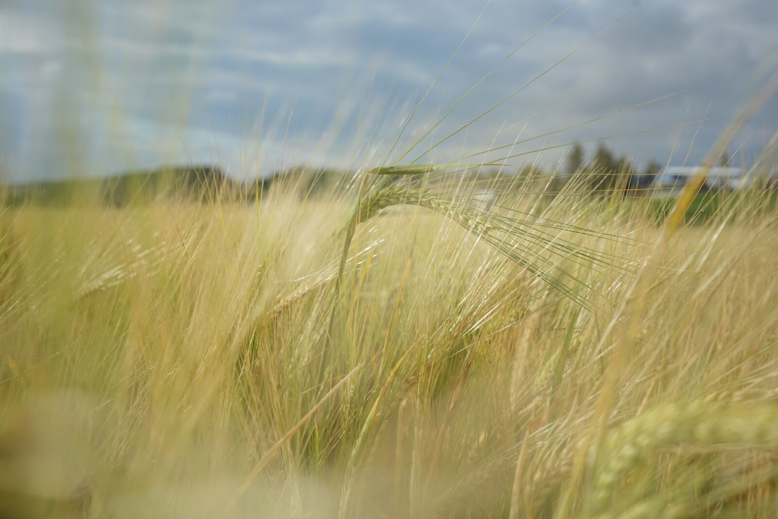 Sony a7 II + Samyang AF 35mm F2.8 FE sample photo. Barley, field, agriculture photography