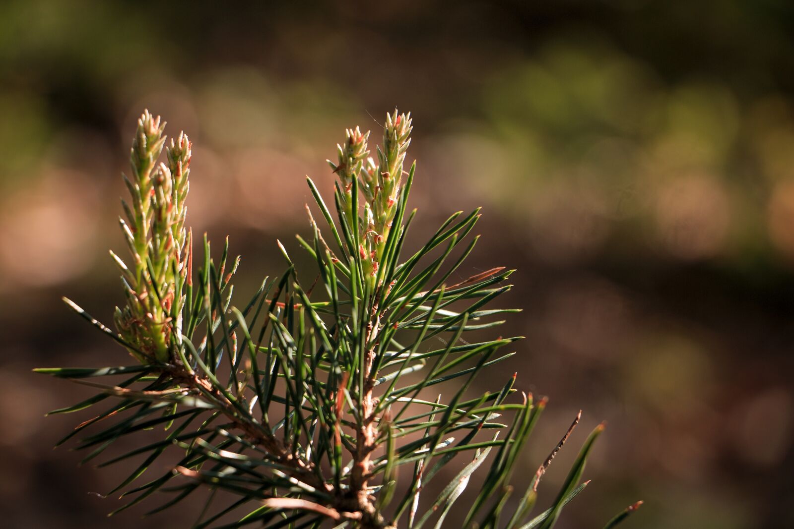 Canon EOS 70D sample photo. Pine needles, branch, tannenzweig photography