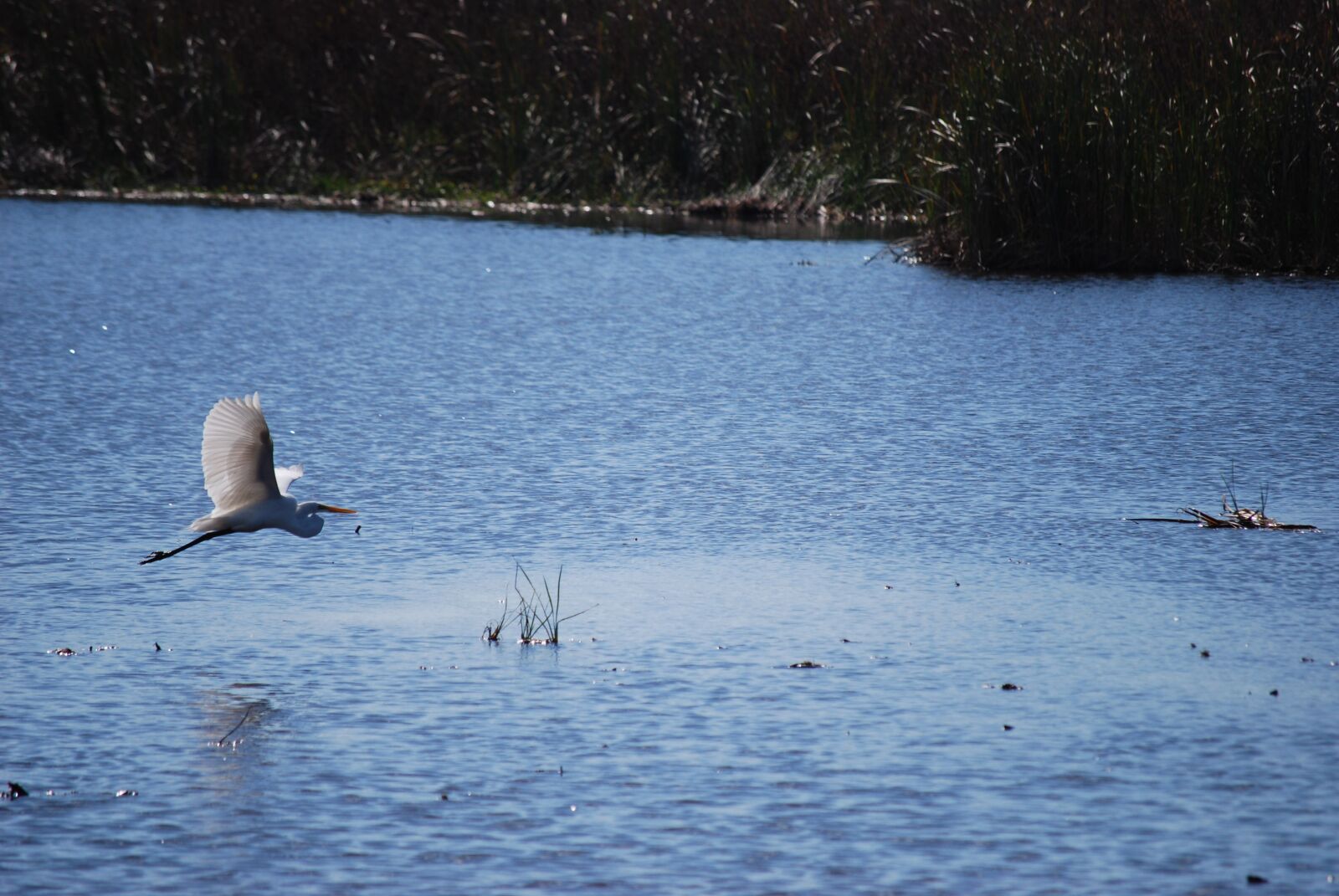 Nikon D40X sample photo. Bird, lake photography