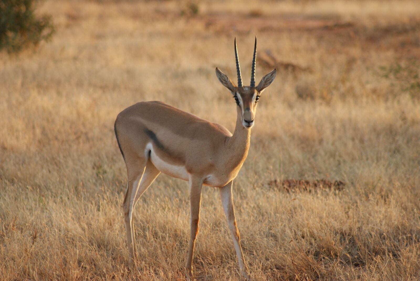Sony Alpha DSLR-A200 sample photo. Animal world, antelope, mammal photography