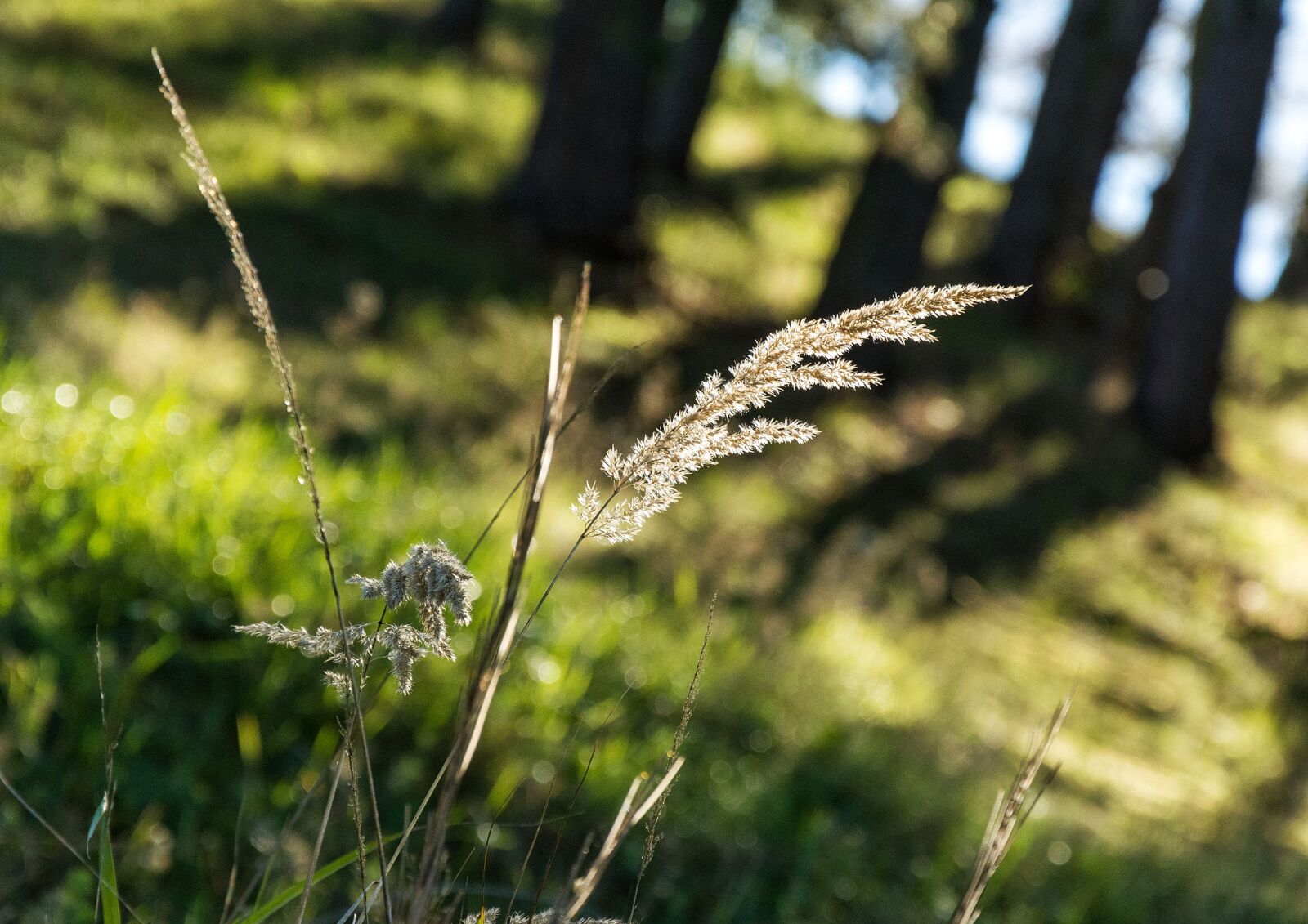 Nikon D7100 sample photo. Nature, green, colorful photography