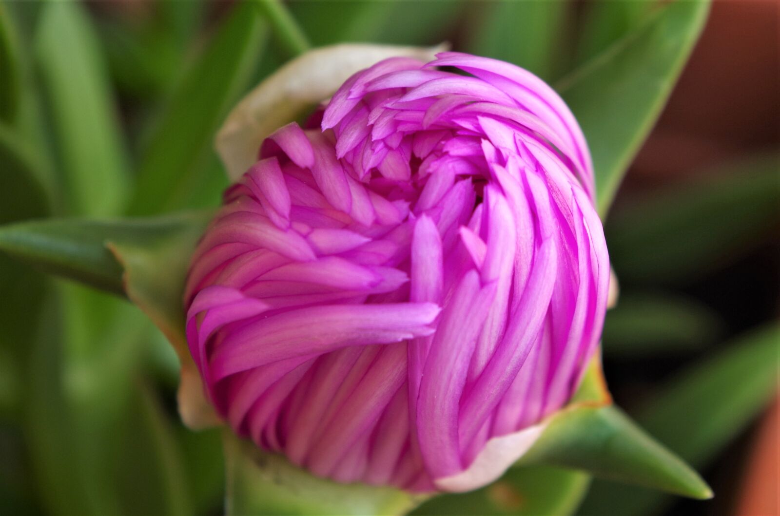Pentax K-50 sample photo. Flower, spring, macro photography