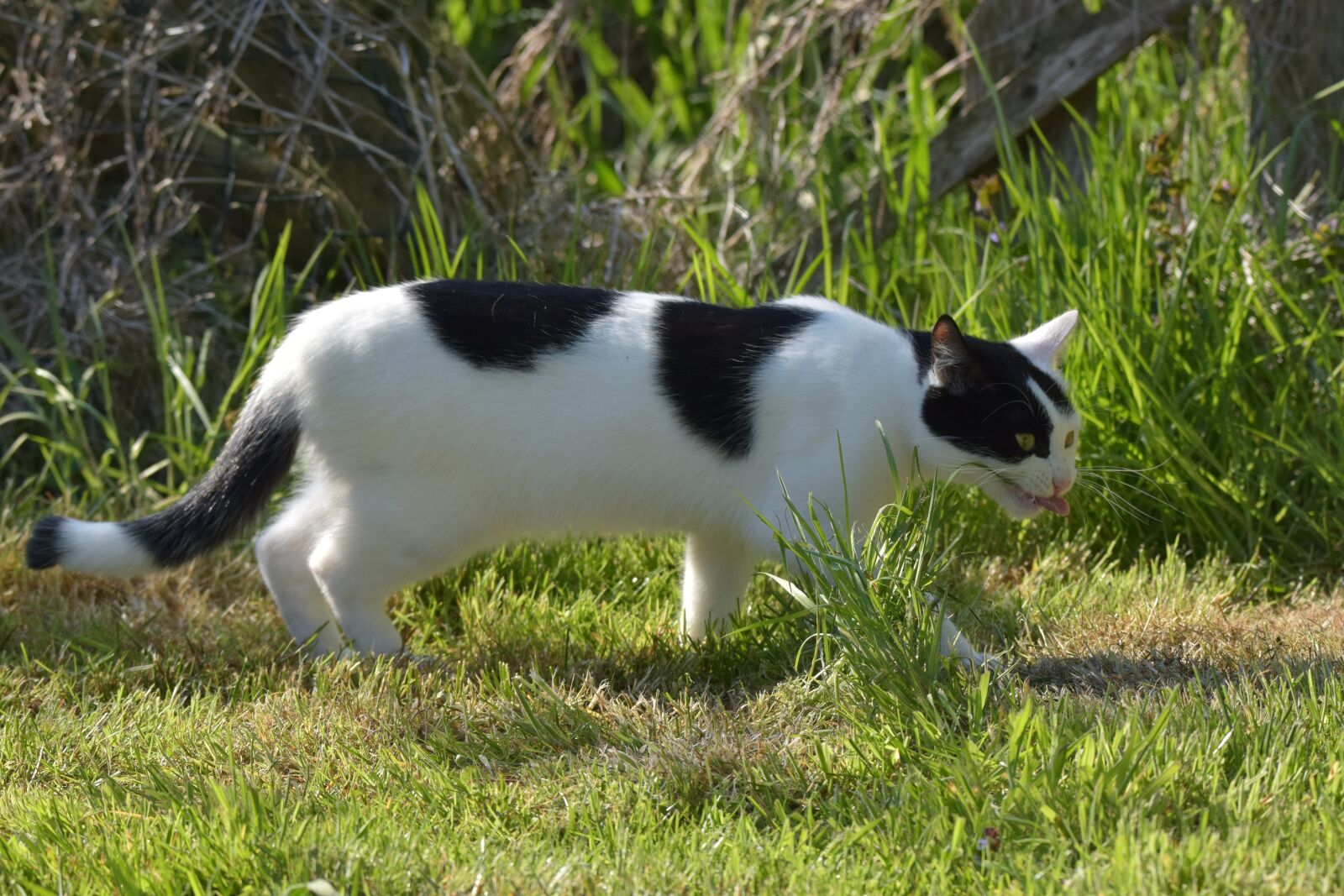 Nikon D5300 sample photo. Cat, young, domestic cat photography