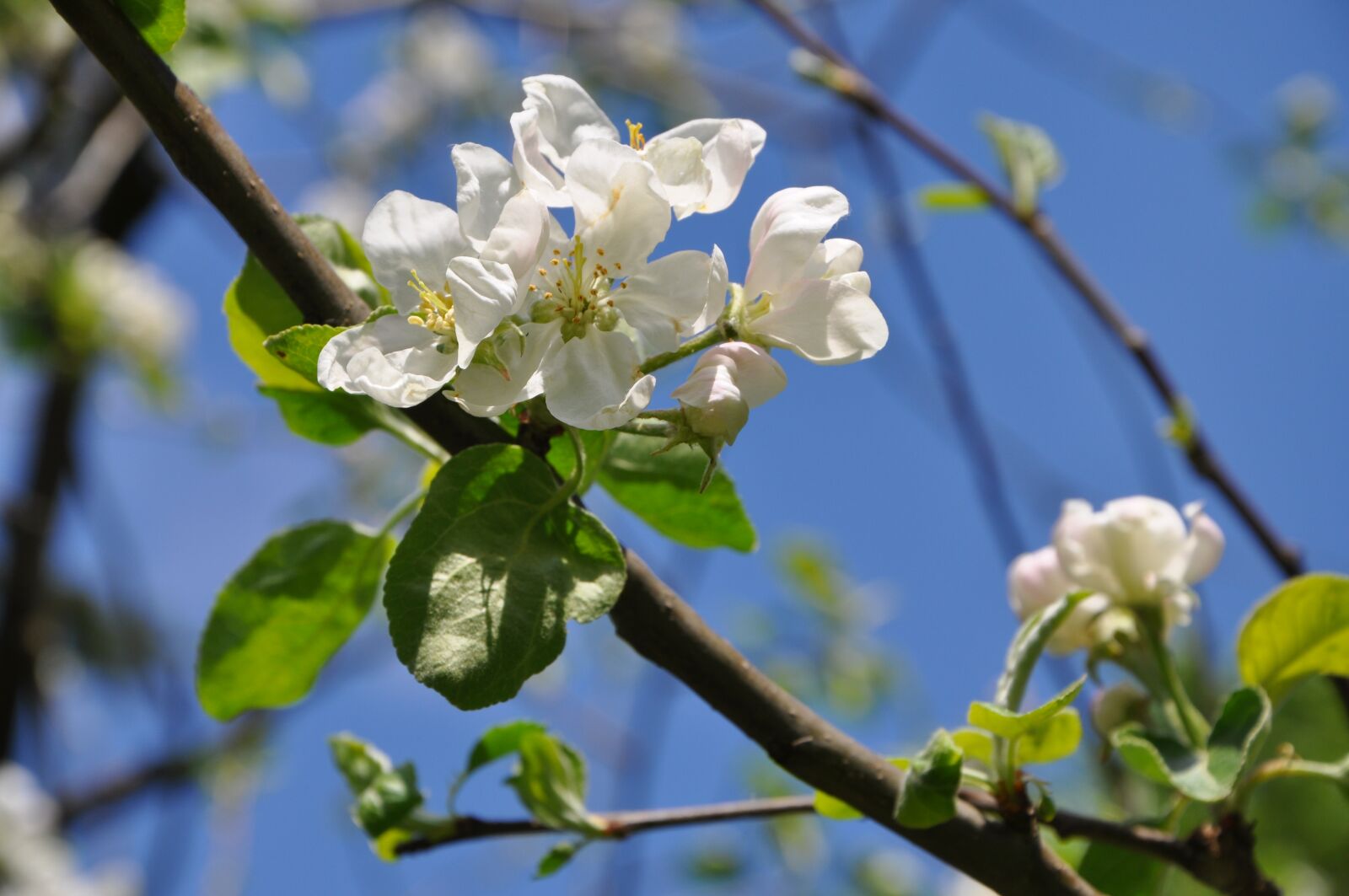 Nikon D5000 sample photo. Blossom, bloom, sky photography