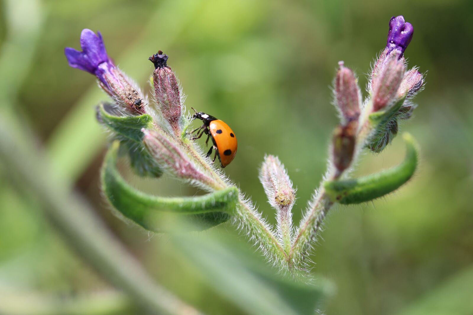 Canon EF-S 60mm F2.8 Macro USM sample photo. Ladybug, bugs, flower photography