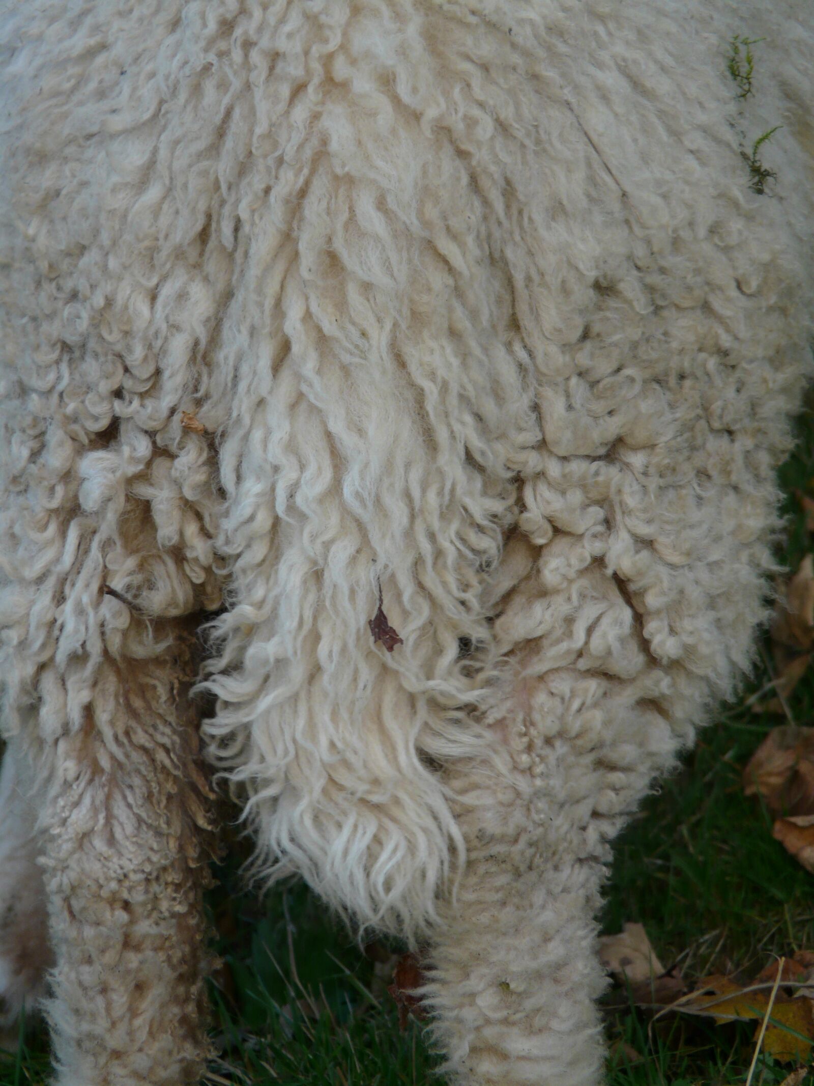 Panasonic DMC-FZ18 sample photo. Sheep, tail, pasture photography