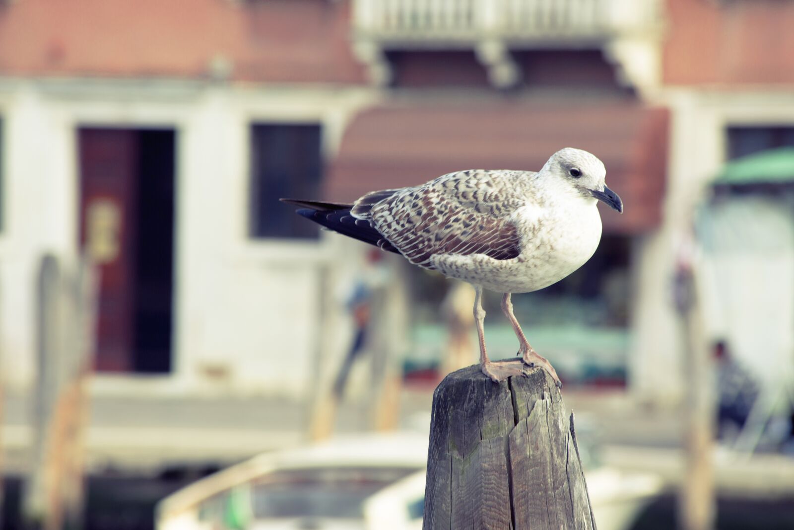 Canon EF 70-300mm F4-5.6 IS USM sample photo. Bird, seagull, water bird photography