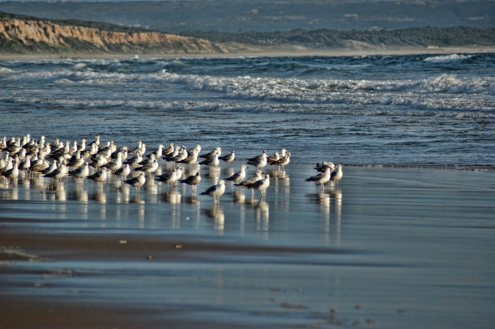 Nikon D50 sample photo. Seagulls, beach, blue photography