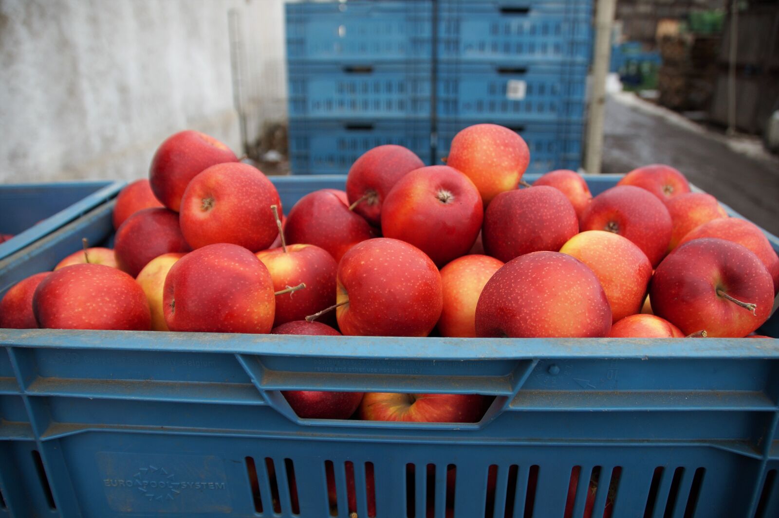 Sony SLT-A58 sample photo. Apples, red, sale photography