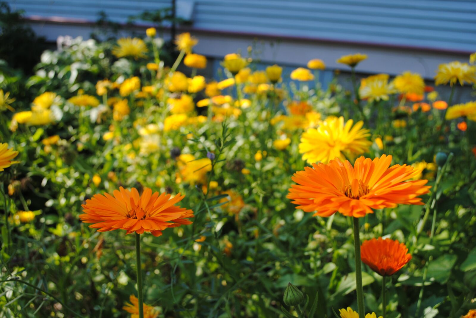 Nikon D3000 sample photo. Calendula, garden, flowers photography