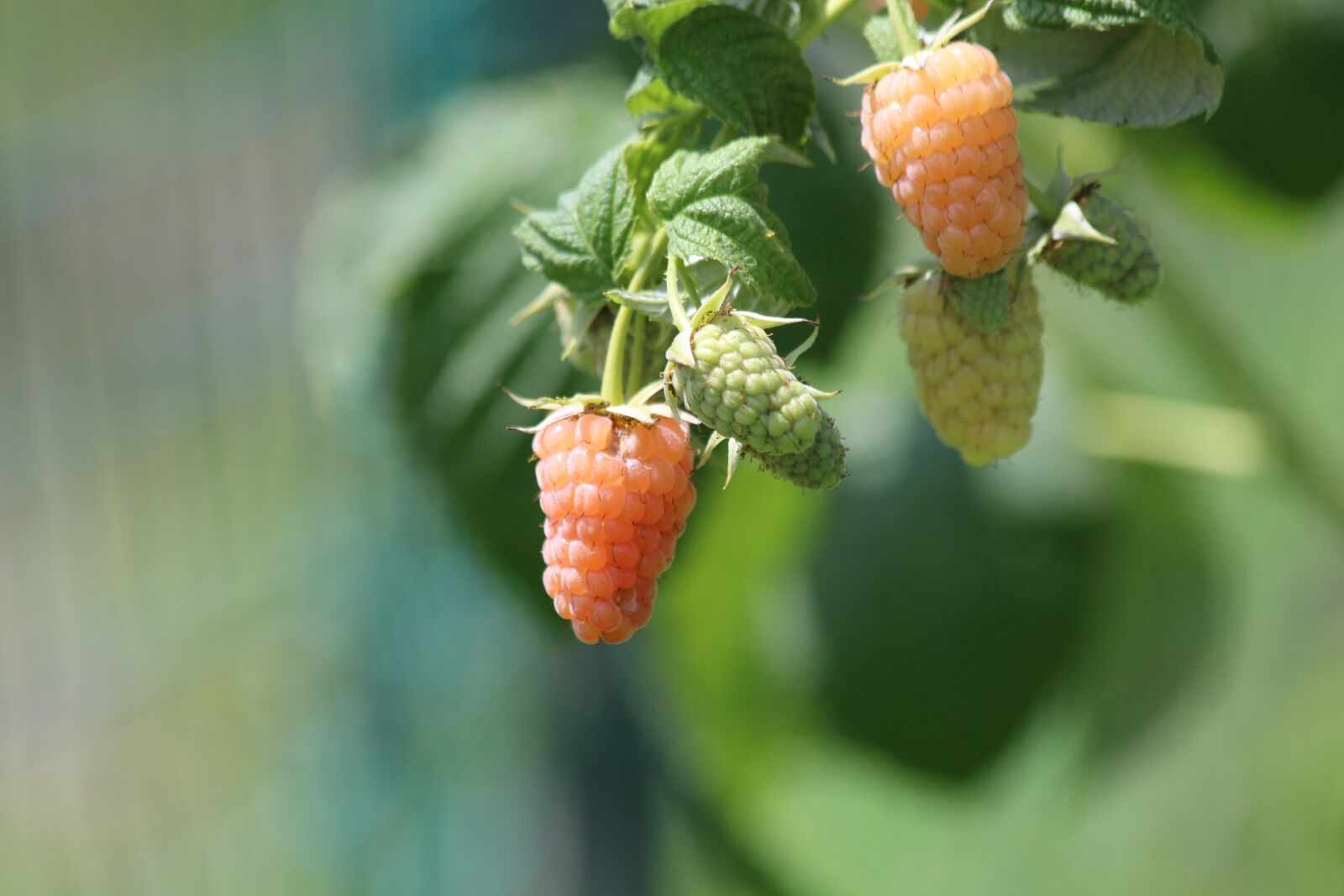 Canon EOS 650D (EOS Rebel T4i / EOS Kiss X6i) sample photo. Raspberry, yellow raspberry, plant photography