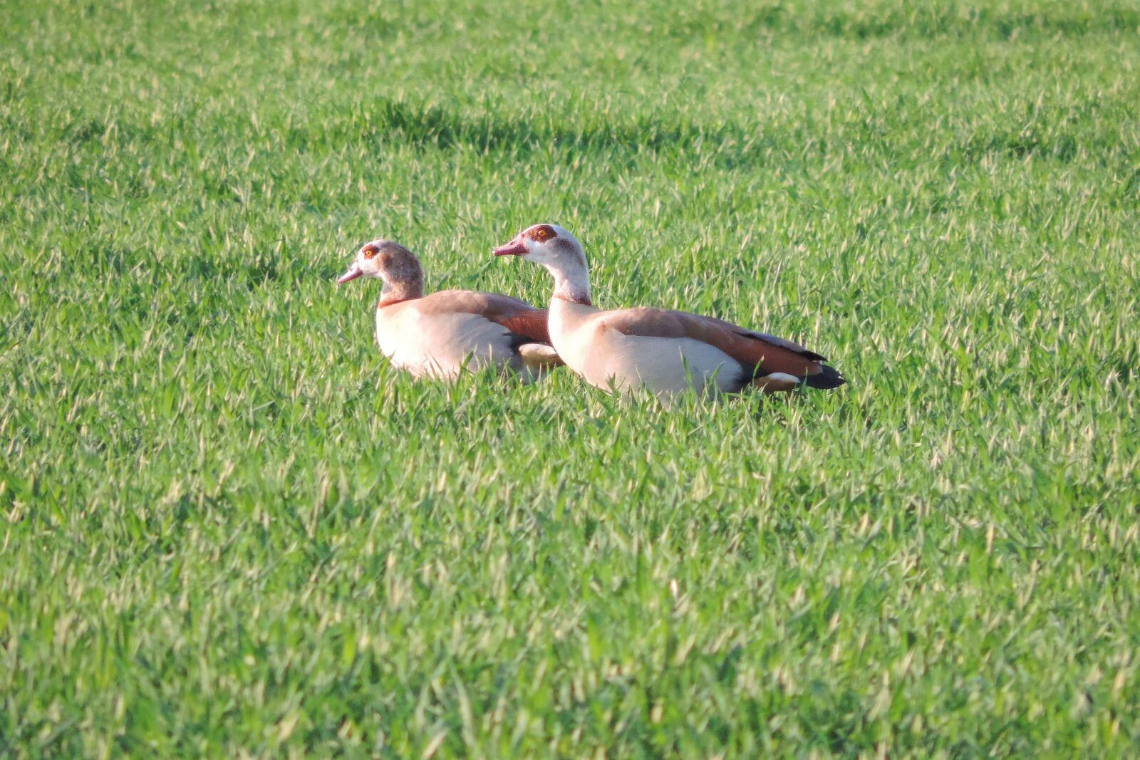 Nikon Coolpix P520 sample photo. Grass, nature, bird photography