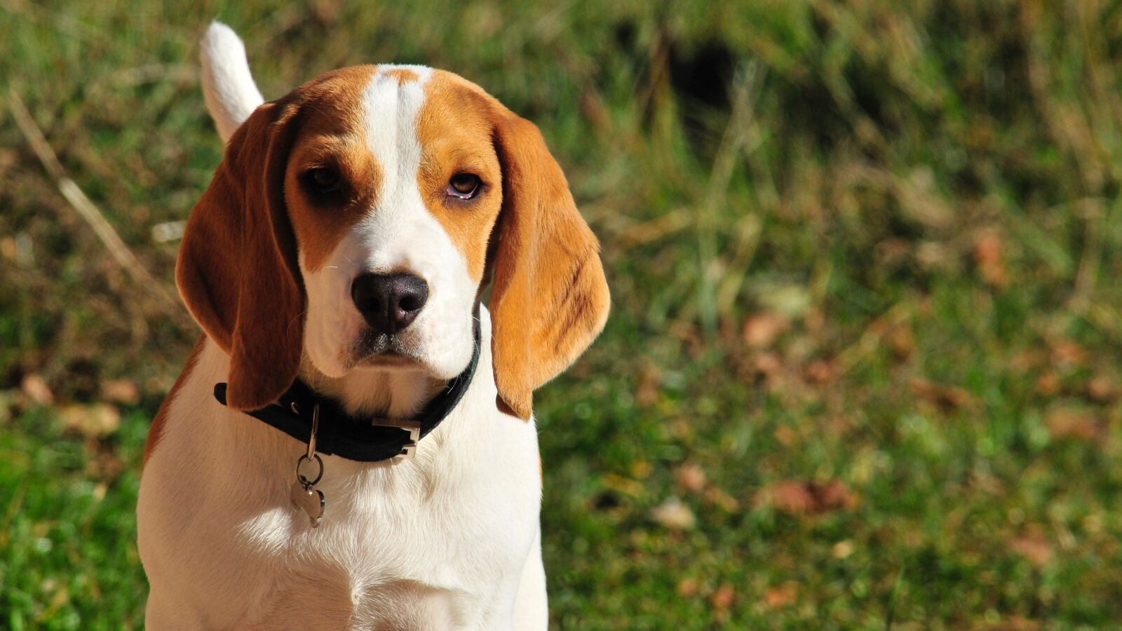Nikon D300 sample photo. Pet, animal, puppy photography