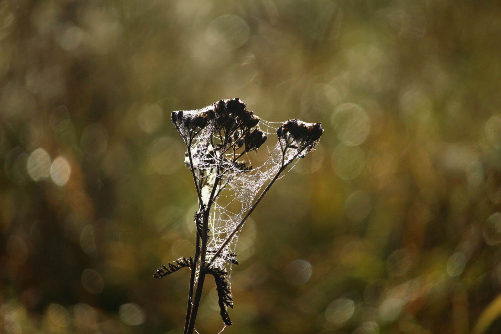 Canon EOS 100D (EOS Rebel SL1 / EOS Kiss X7) sample photo. Autumn, cobweb, grasses photography