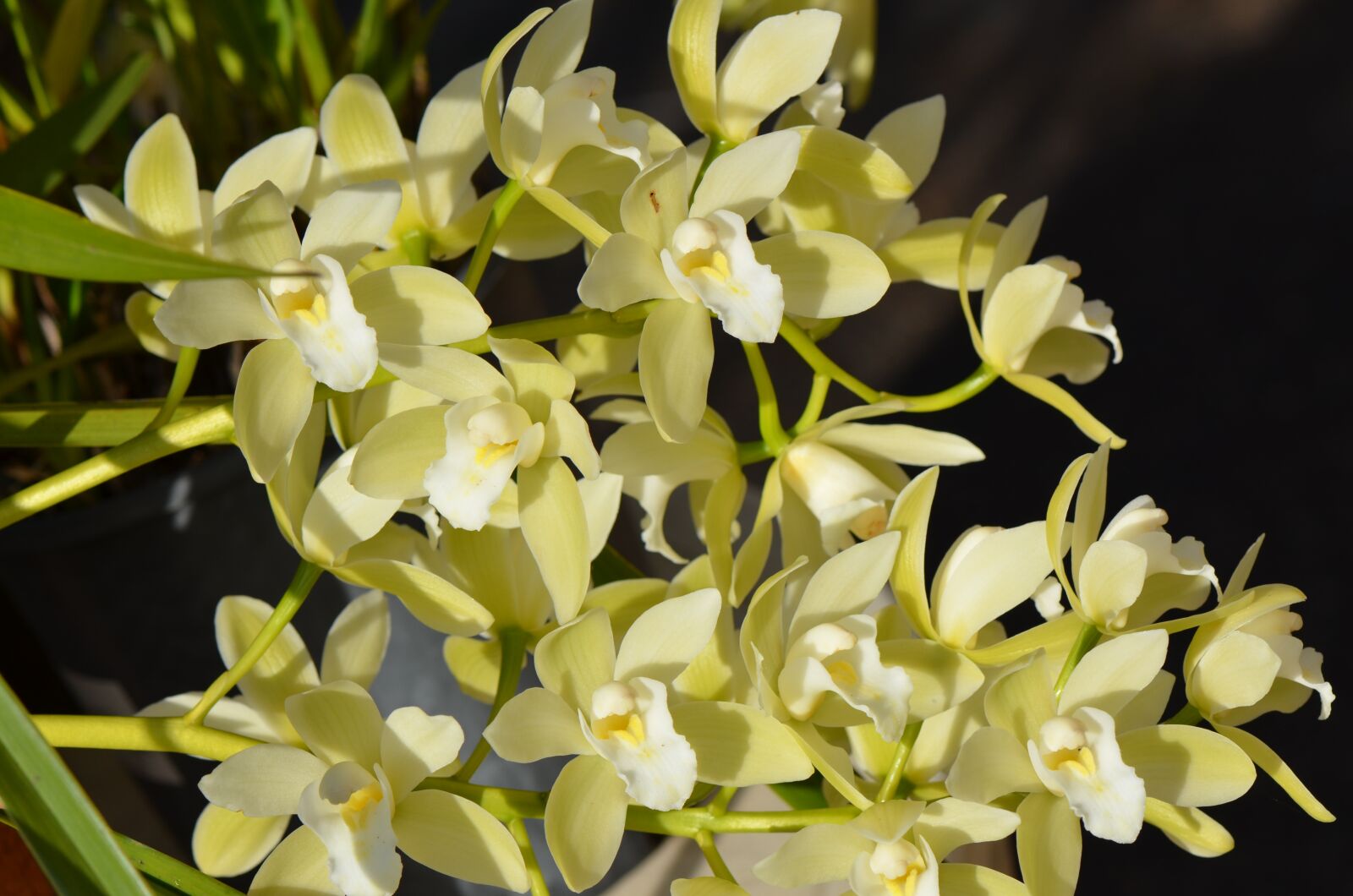Nikon D7000 sample photo. Flowers, orchid, bloom photography