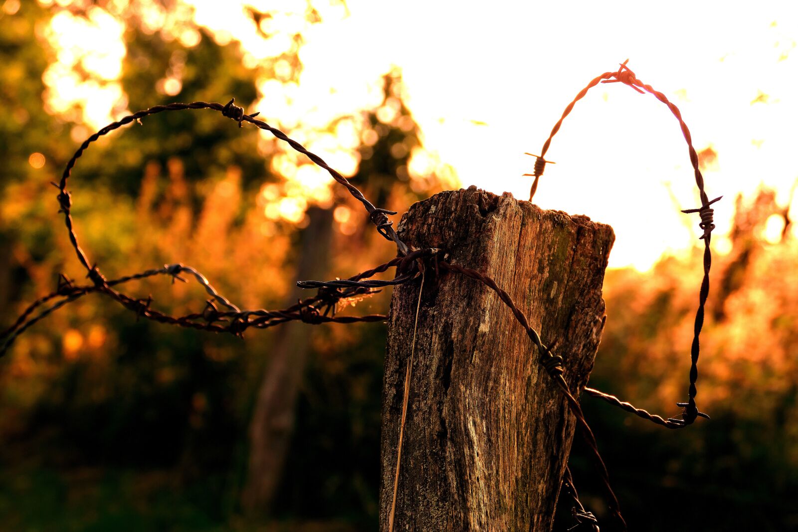 Panasonic Lumix DMC-FZ1000 sample photo. Barbed wire, evening, sunset photography