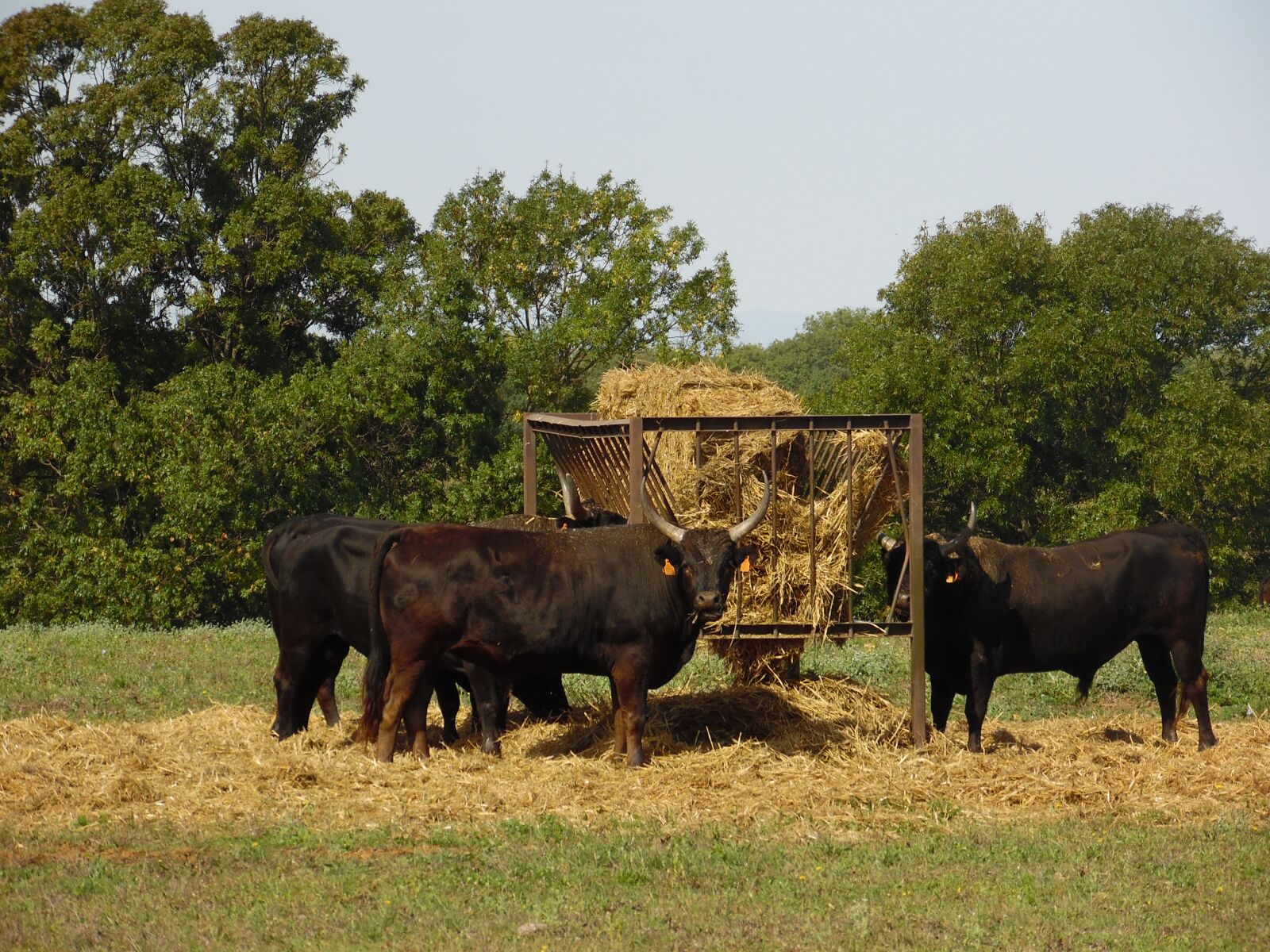 Samsung WB1100F/WB1101F/WB1102F sample photo. Bulls, fever, eat photography