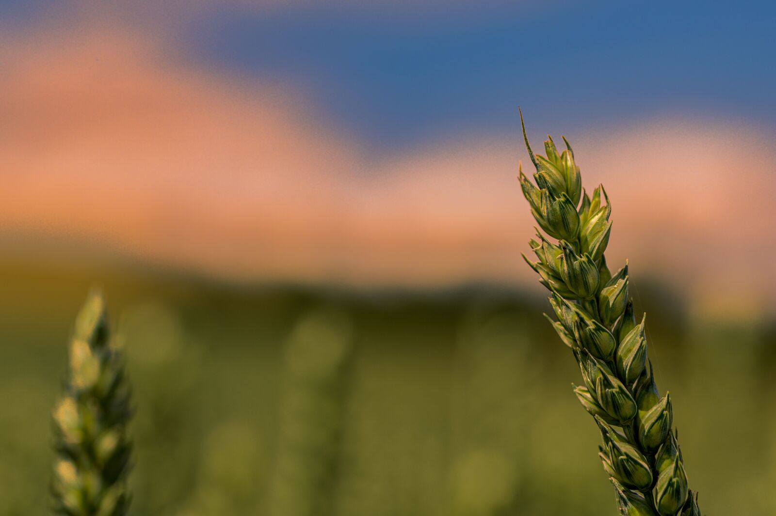 Nikon Z6 sample photo. Cereals, sky, bokeh photography