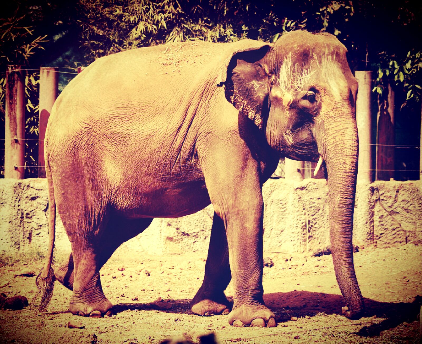Olympus E-300 (EVOLT E-300) sample photo. African, aged, animal photography