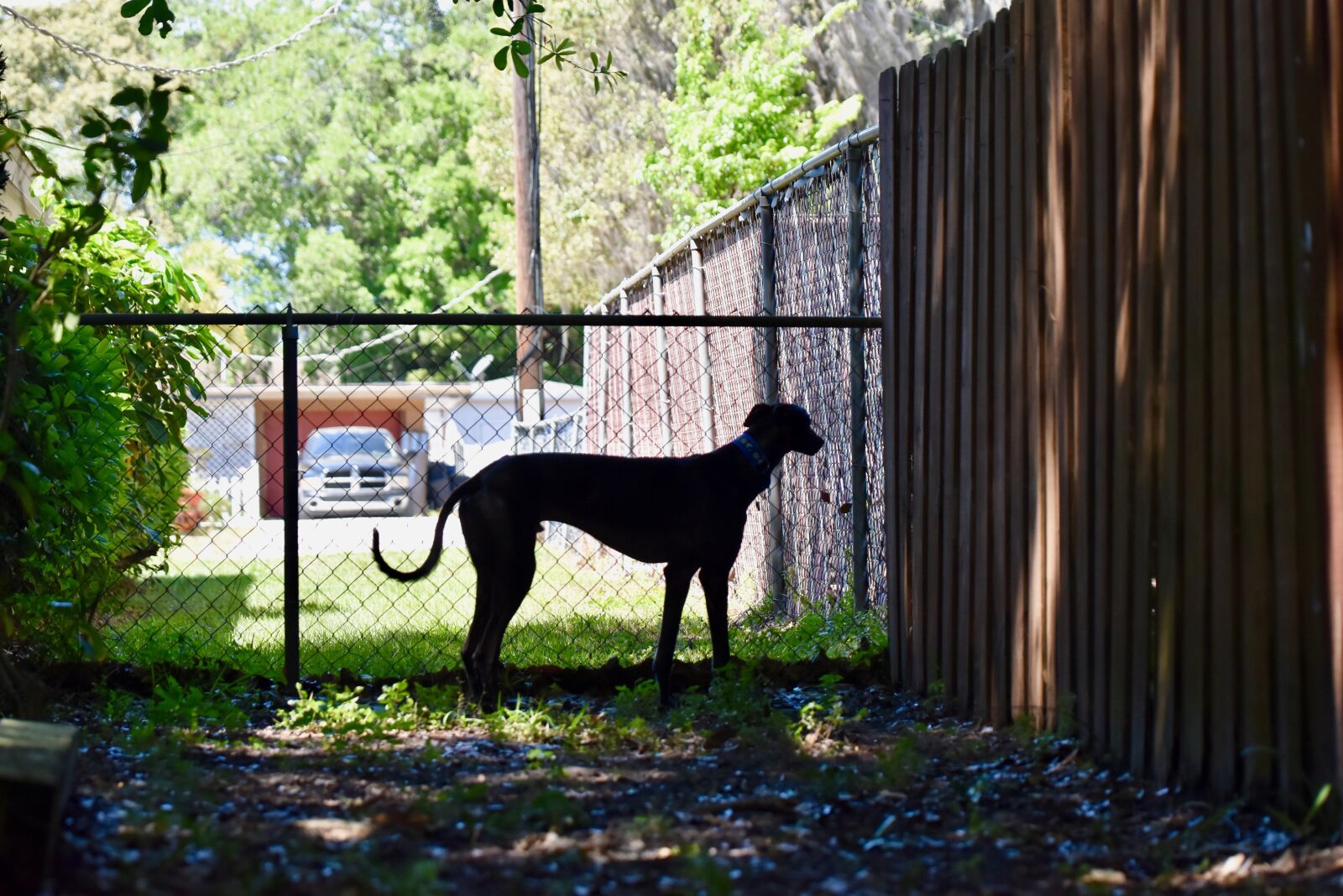 Nikon D5500 sample photo. Greyhound, retired racing dog photography