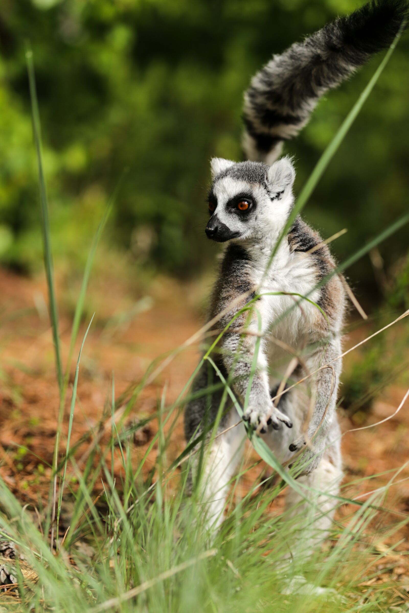 Canon EOS 6D sample photo. Ring-tailed lemur, lemur catta photography