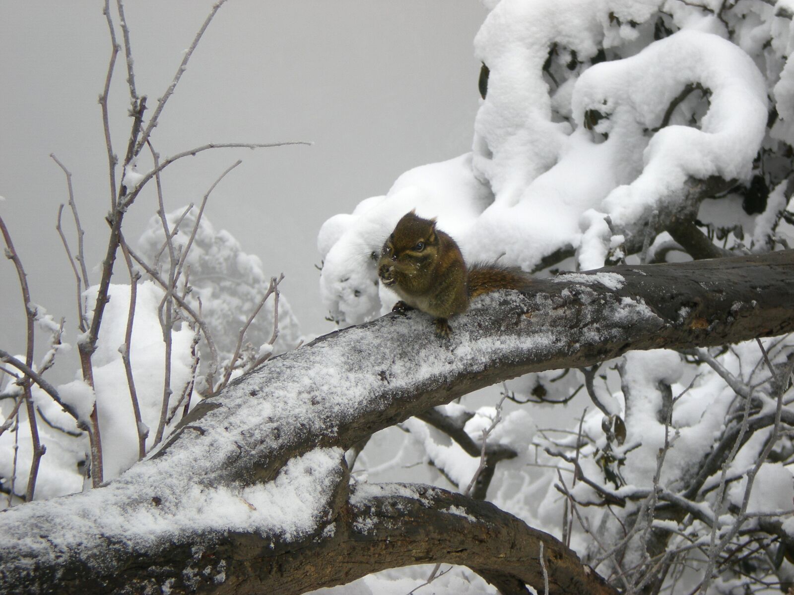 Nikon COOLPIX S200 sample photo. Squirrel, snow, winter photography