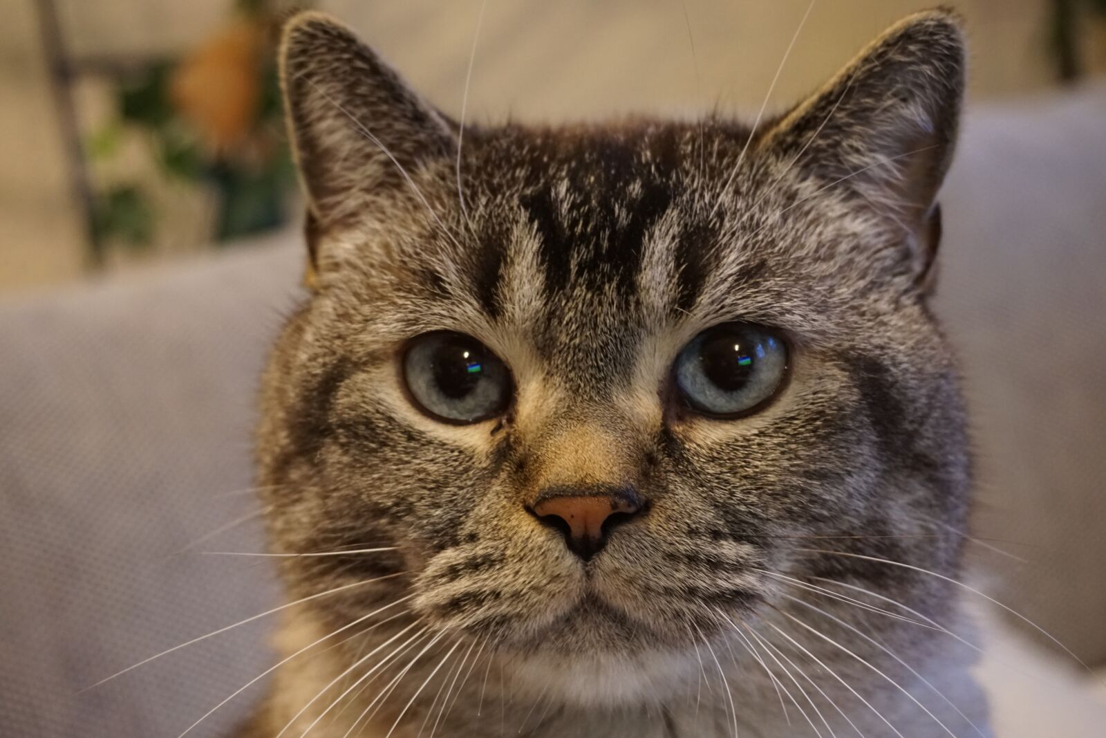 Sony E 16-50mm F3.5-5.6 PZ OSS sample photo. Cat, cat face, pet photography