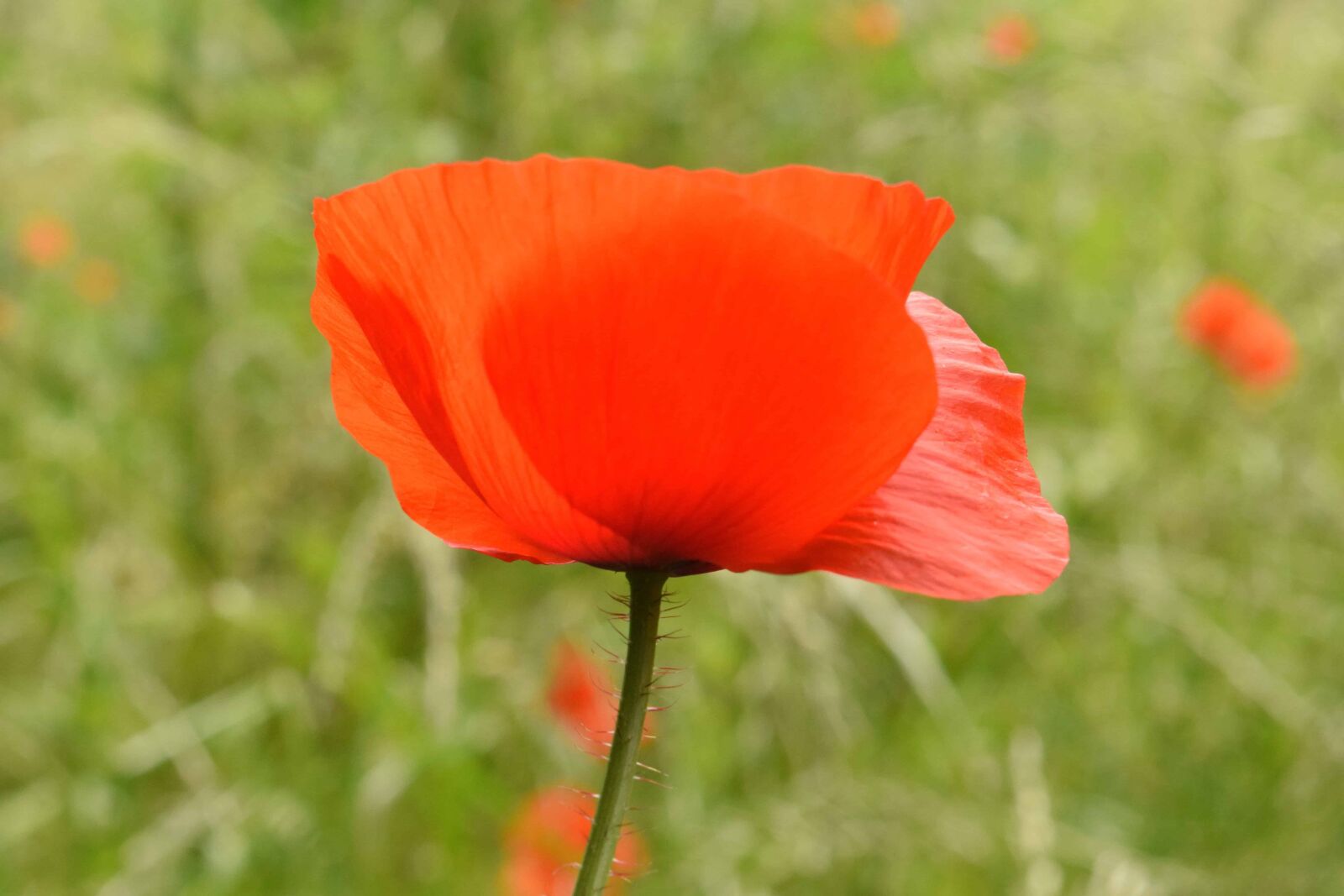 Nikon D3300 sample photo. Flower, grass, field, nature photography