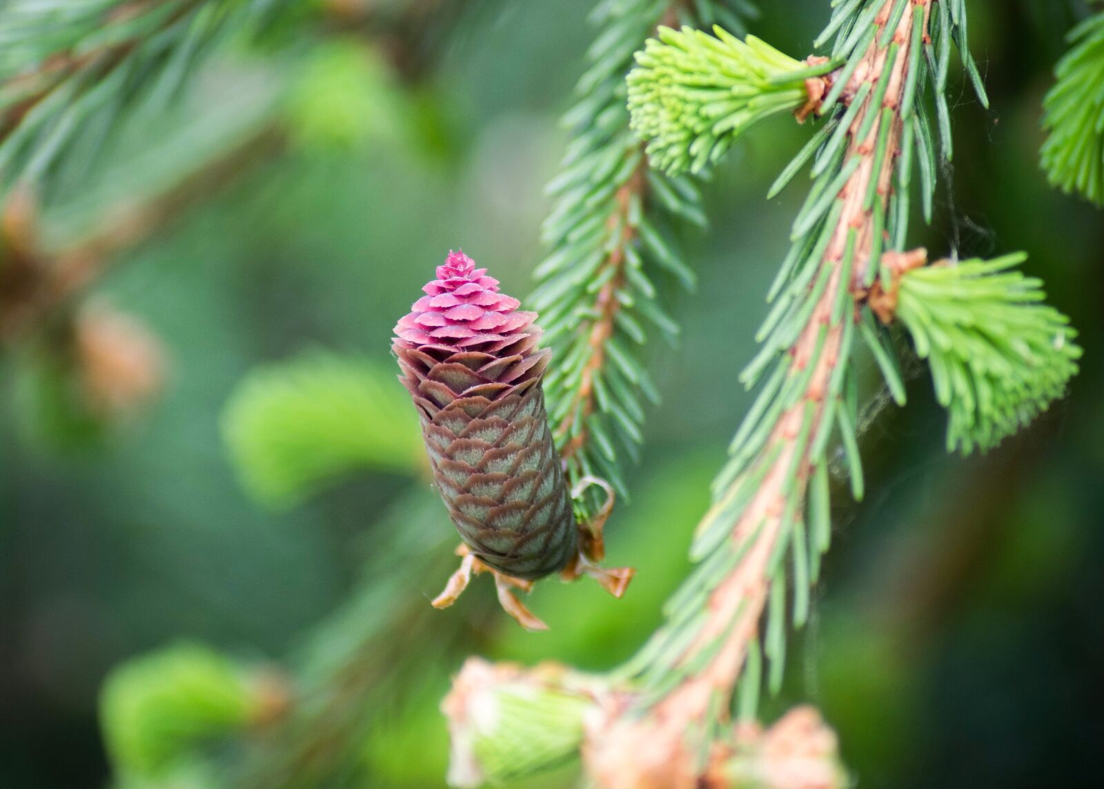 Nikon D3300 sample photo. Cone, pink, forest photography
