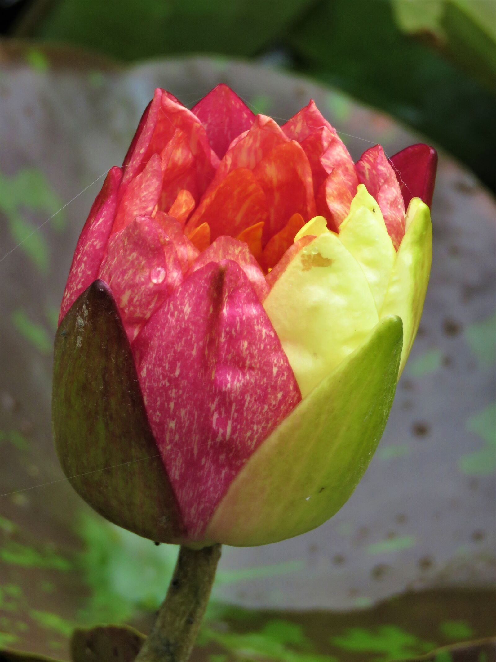Canon PowerShot SX60 HS sample photo. Lotus, closed flower, pond photography