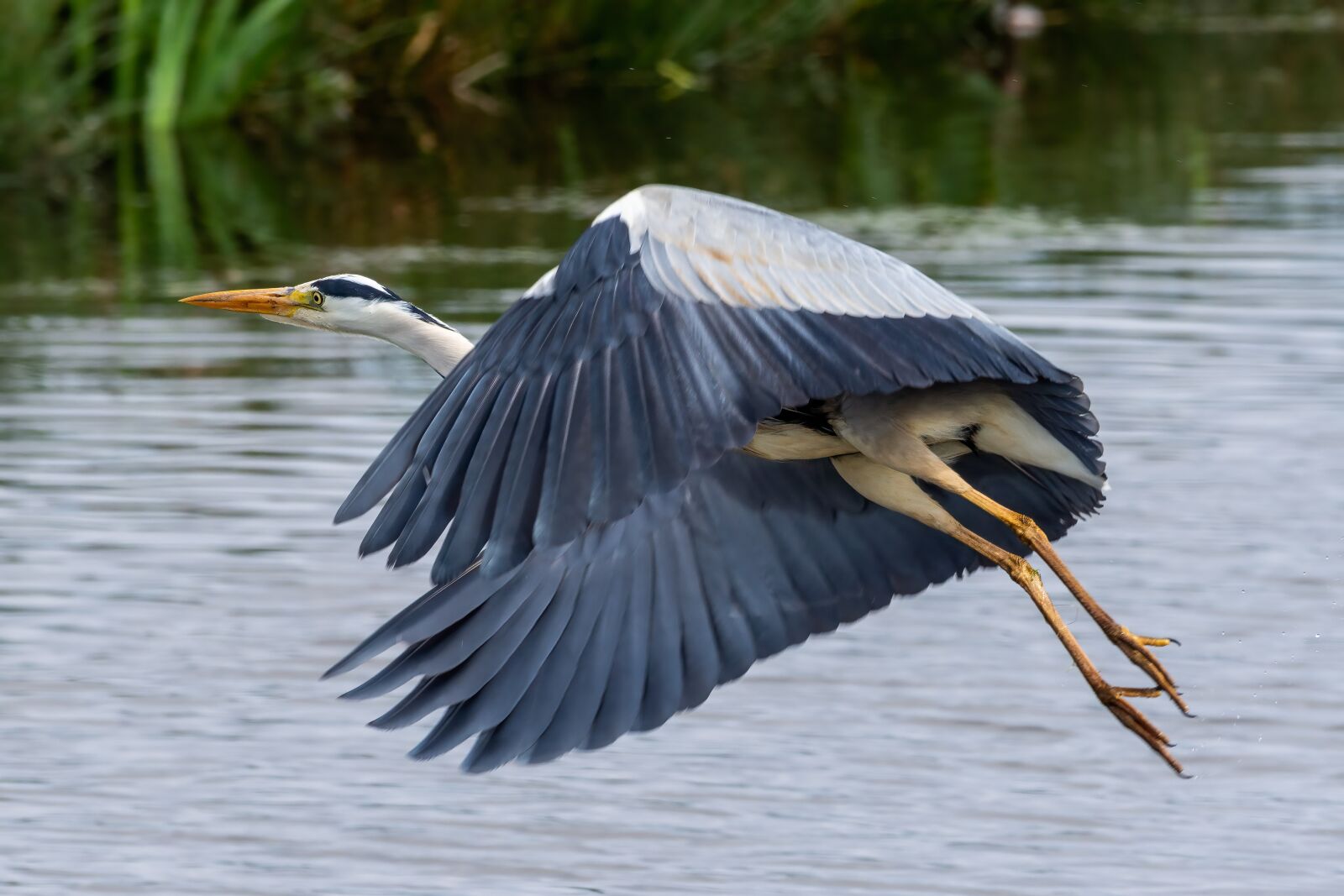 Nikon D7200 sample photo. Grey hero, bird, flying photography
