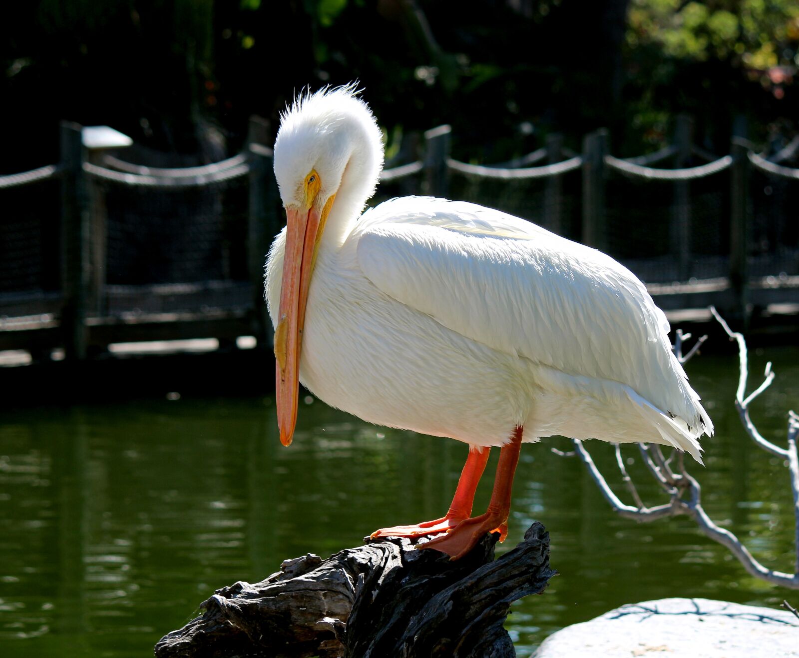 Canon EOS 100D (EOS Rebel SL1 / EOS Kiss X7) + Canon EF-S 55-250mm F4-5.6 IS II sample photo. Pelican, bird, nature photography