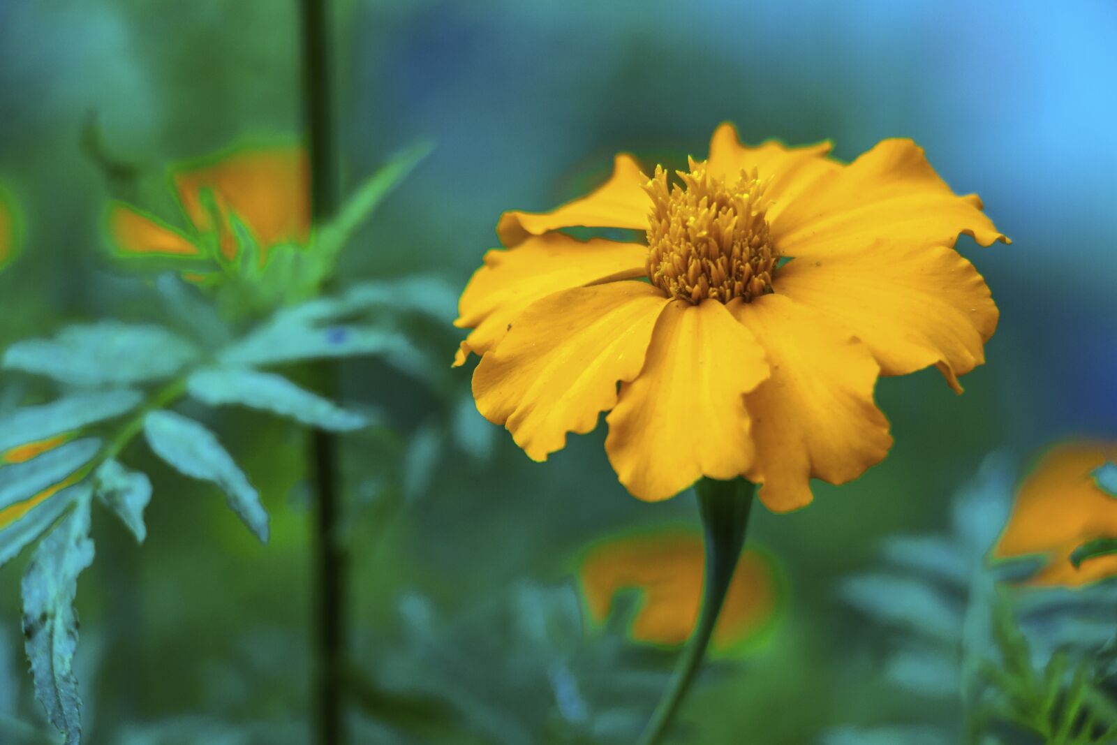 Canon EOS 70D sample photo. Flower, garden, bloom photography