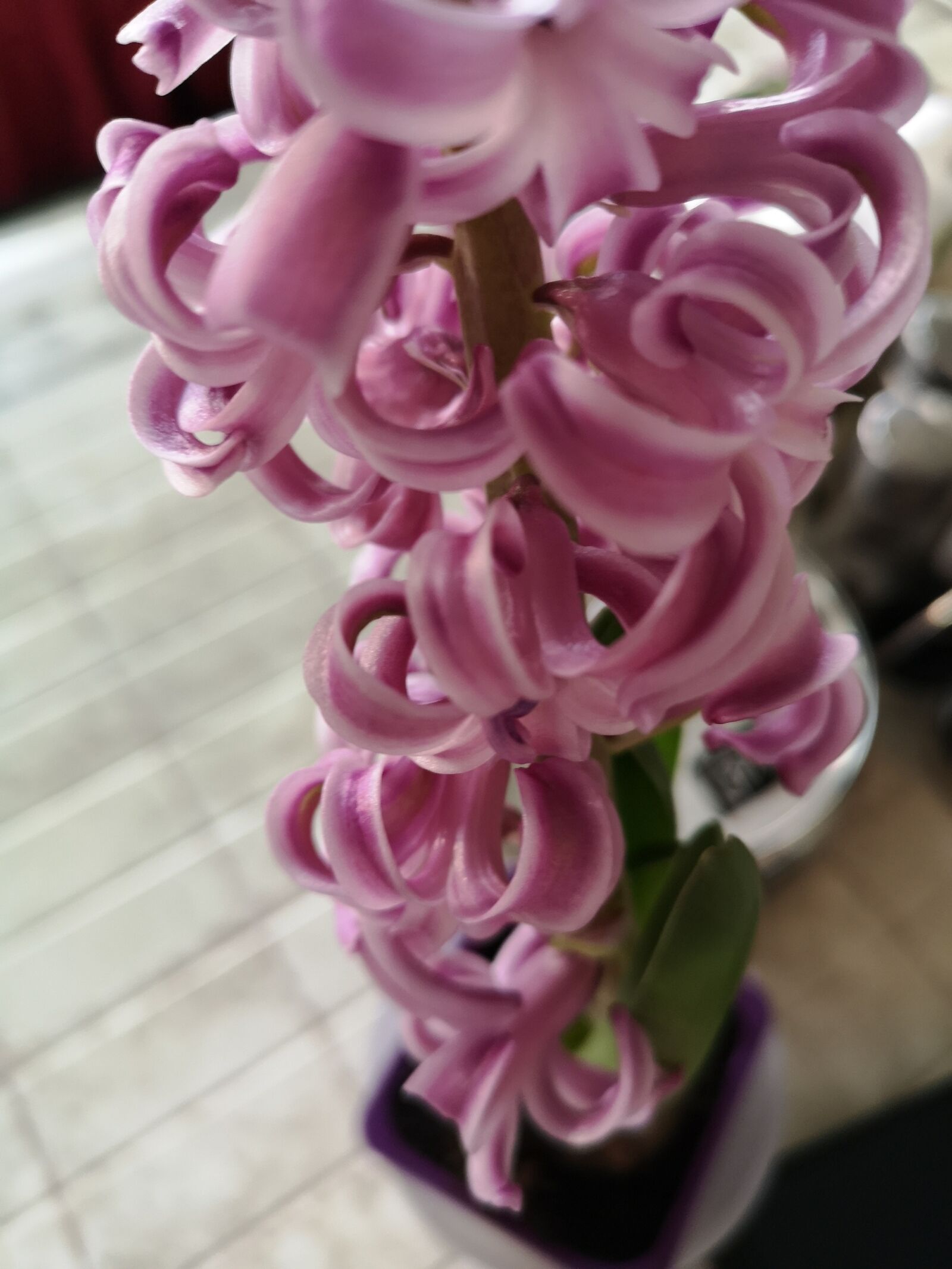 HUAWEI CLT-L29 sample photo. Hyacinth, macro flower, pink photography