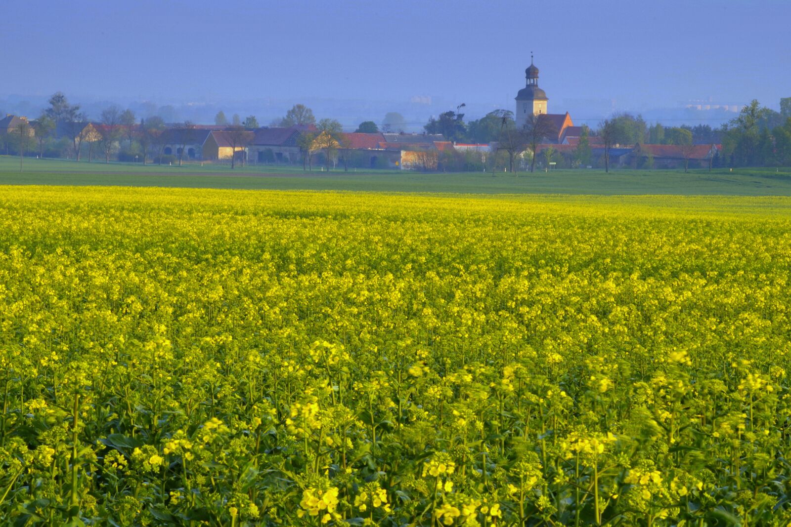Pentax K-S2 sample photo. Rapeseed, field, agriculture photography