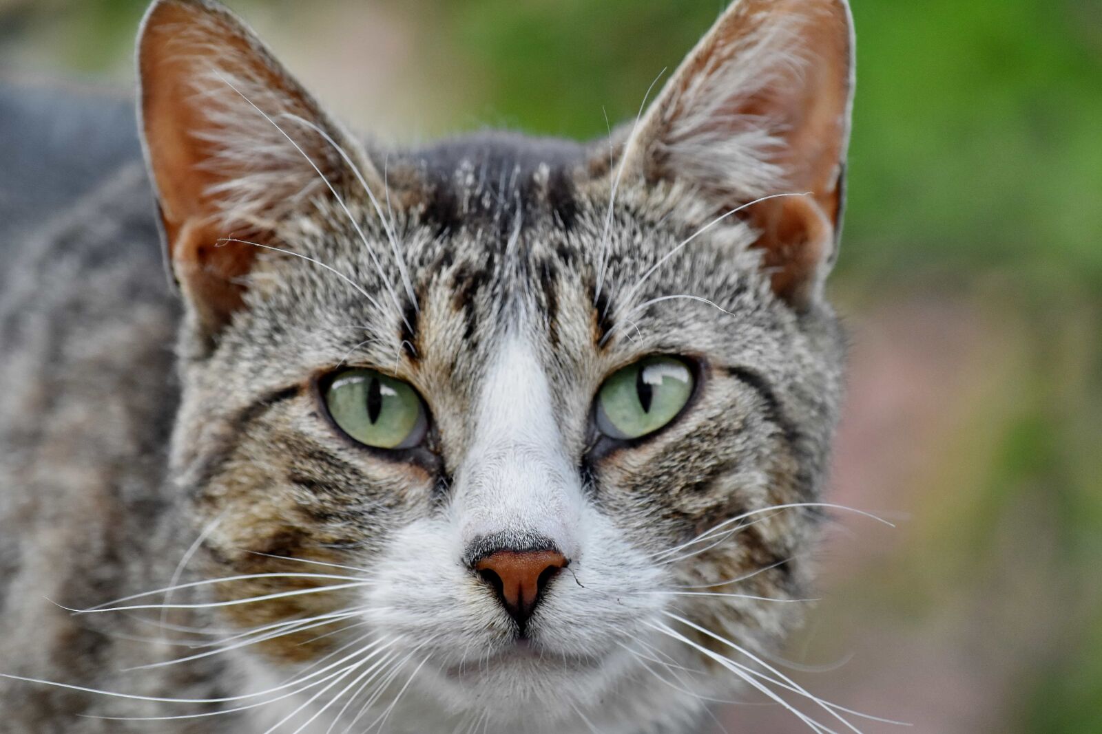 Nikon D5500 sample photo. Beautiful photo, close-up, eyes photography