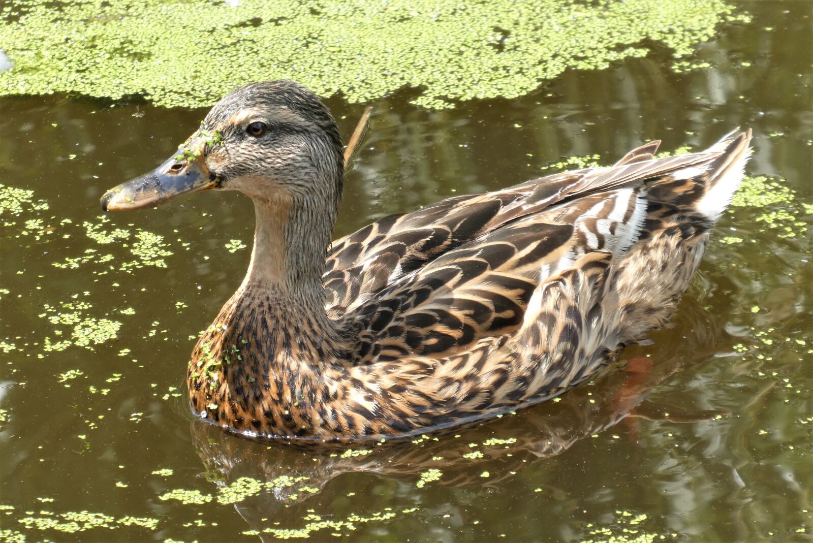 Panasonic Lumix DC-ZS70 (Lumix DC-TZ90) sample photo. Duck, plumage, bird photography