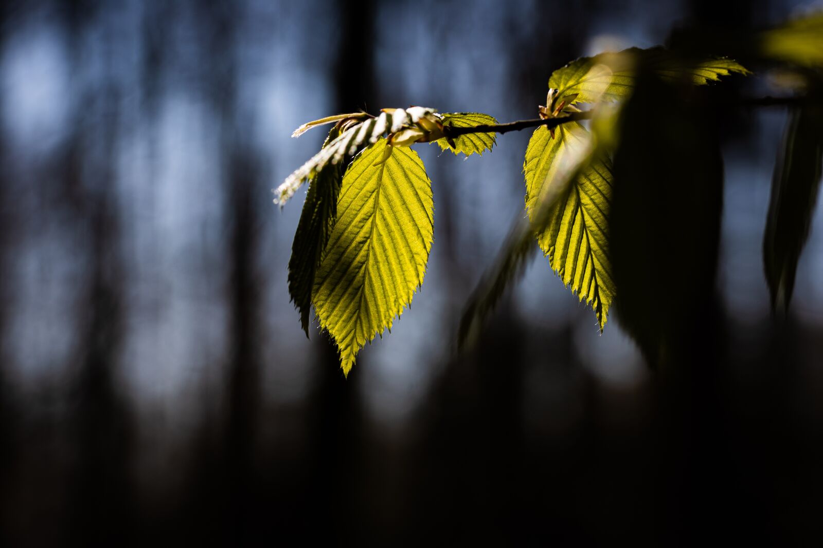 Canon EOS RP sample photo. Leaf, green, plant photography