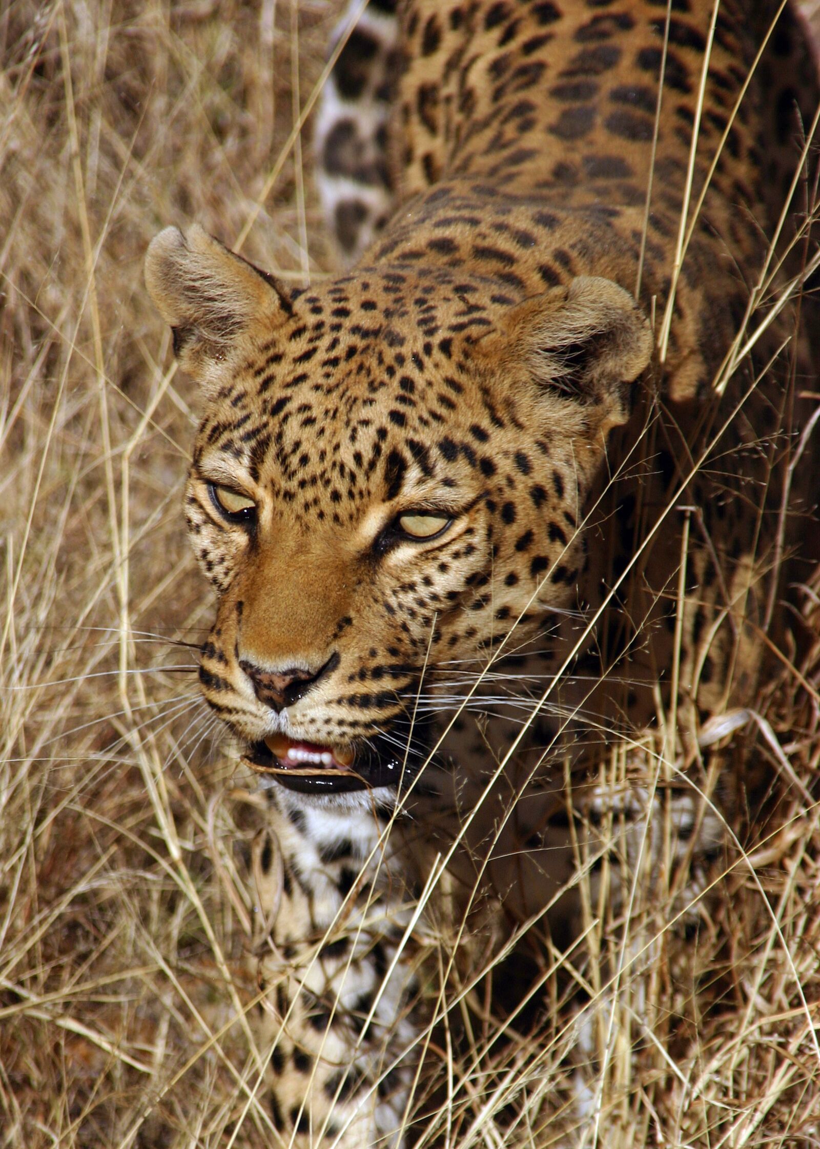 Canon EOS 300D (EOS Digital Rebel / EOS Kiss Digital) sample photo. Leopard, africa, savannah photography