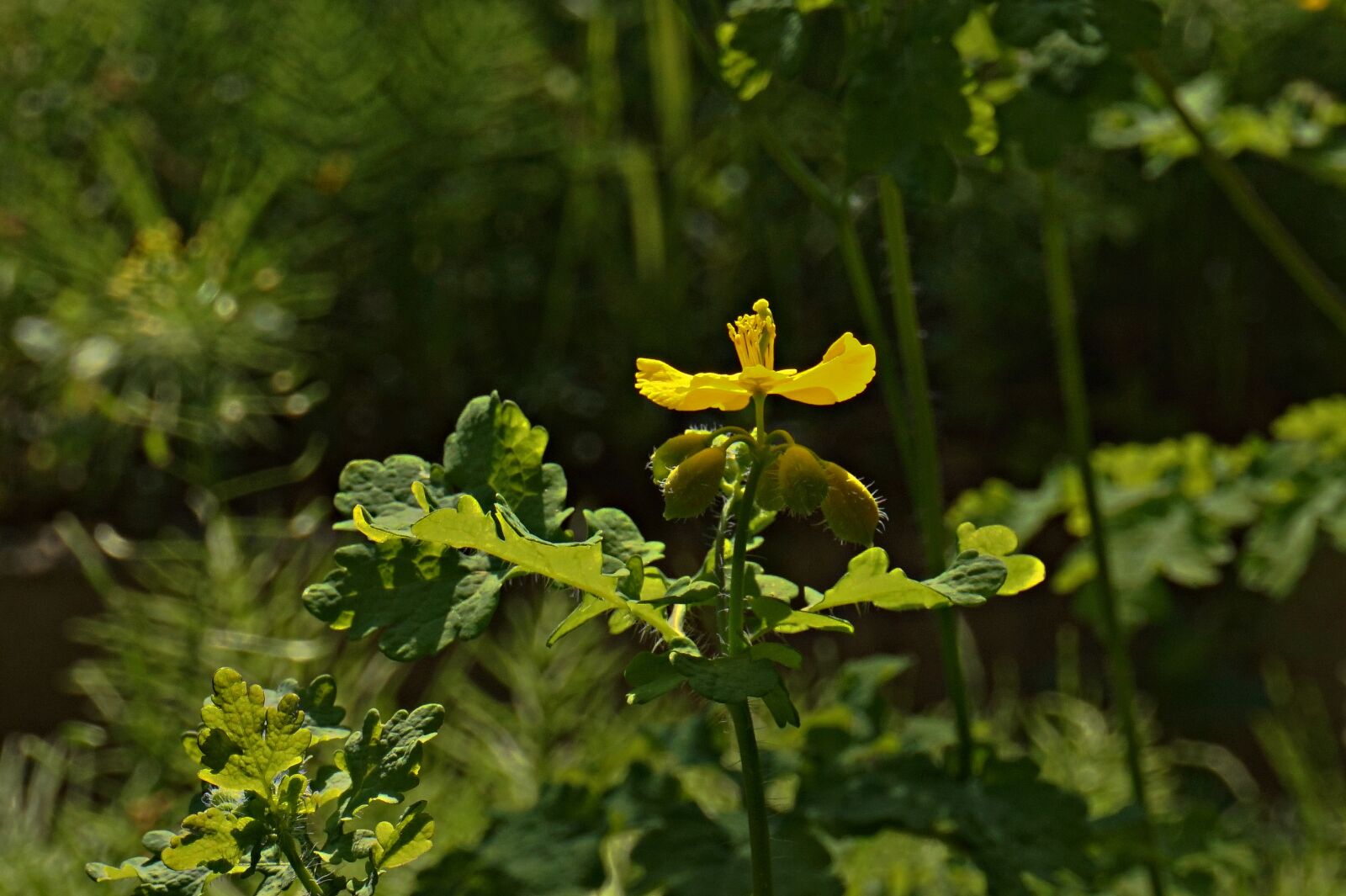 Sony Alpha a5000 (ILCE 5000) + Sony E 16-50mm F3.5-5.6 PZ OSS sample photo. Celandine, nature, abstract photography